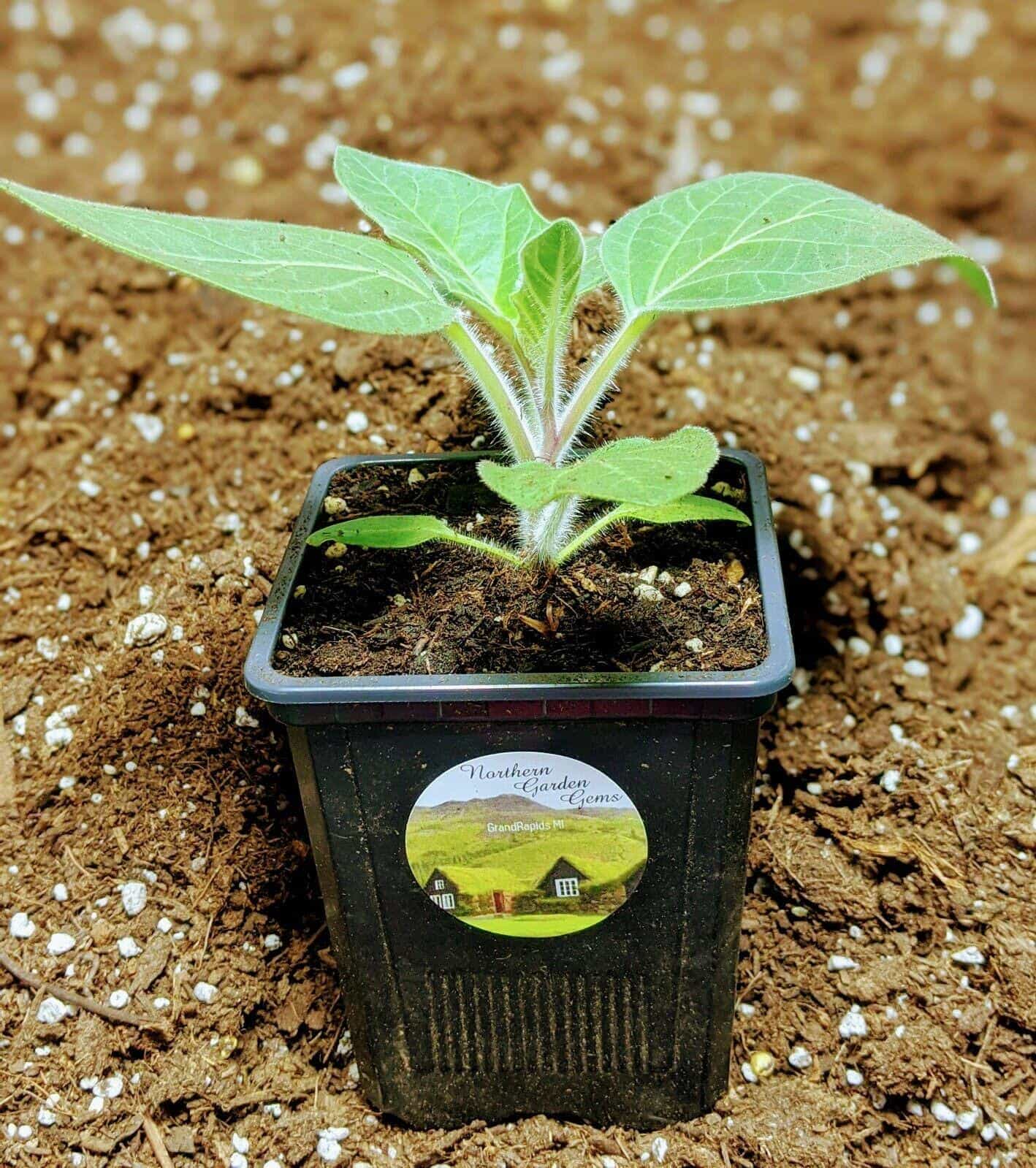 Product image #0