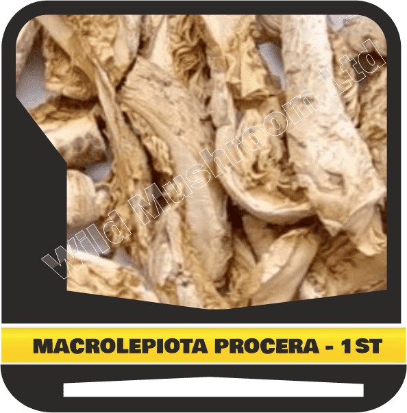 Dried Macrolepiota procera - First grade