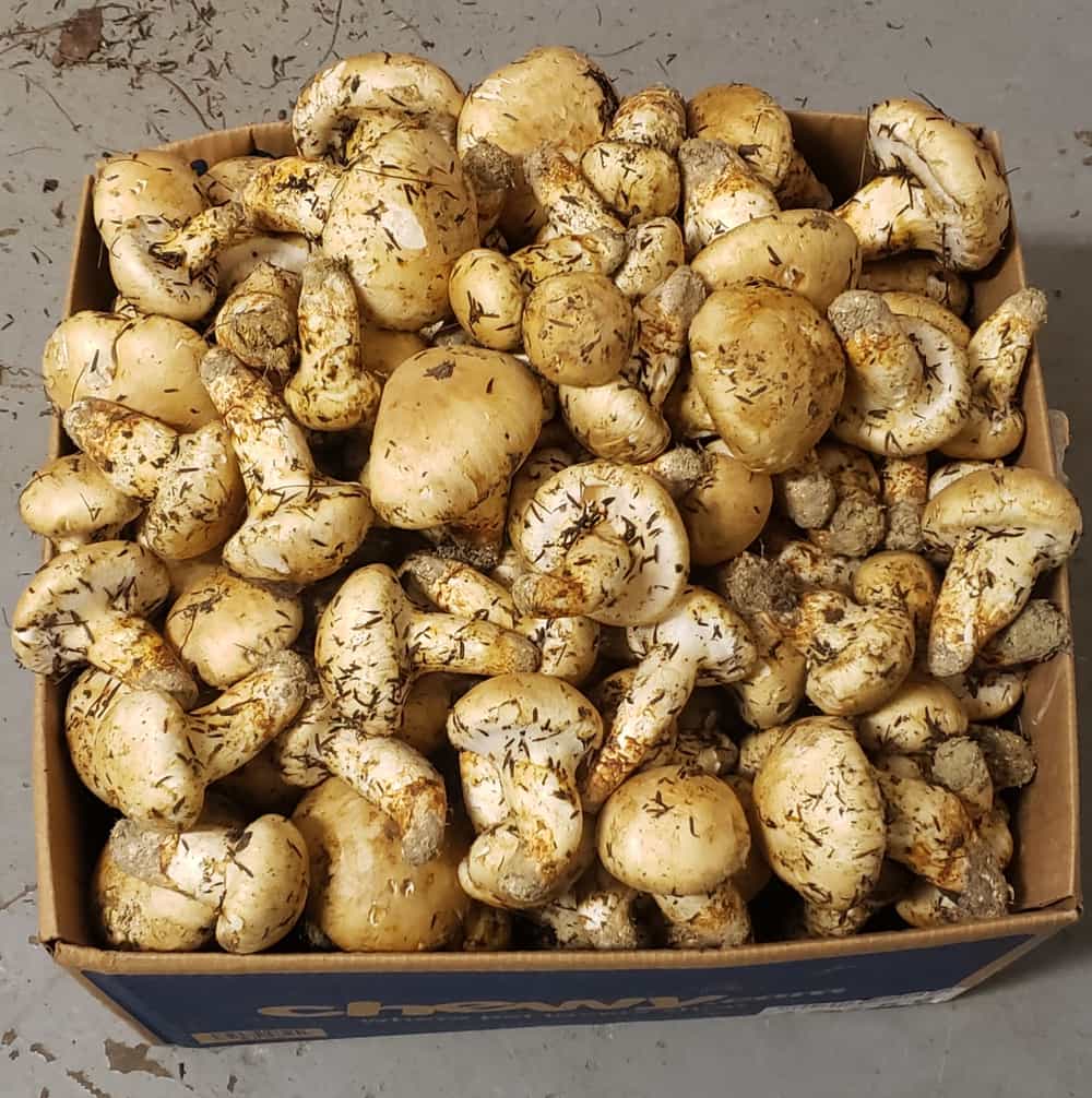 Fresh Matsutake GRADE A/1 (Per 5 lbs FREE SHIPPING INCLUDED!) Foraged