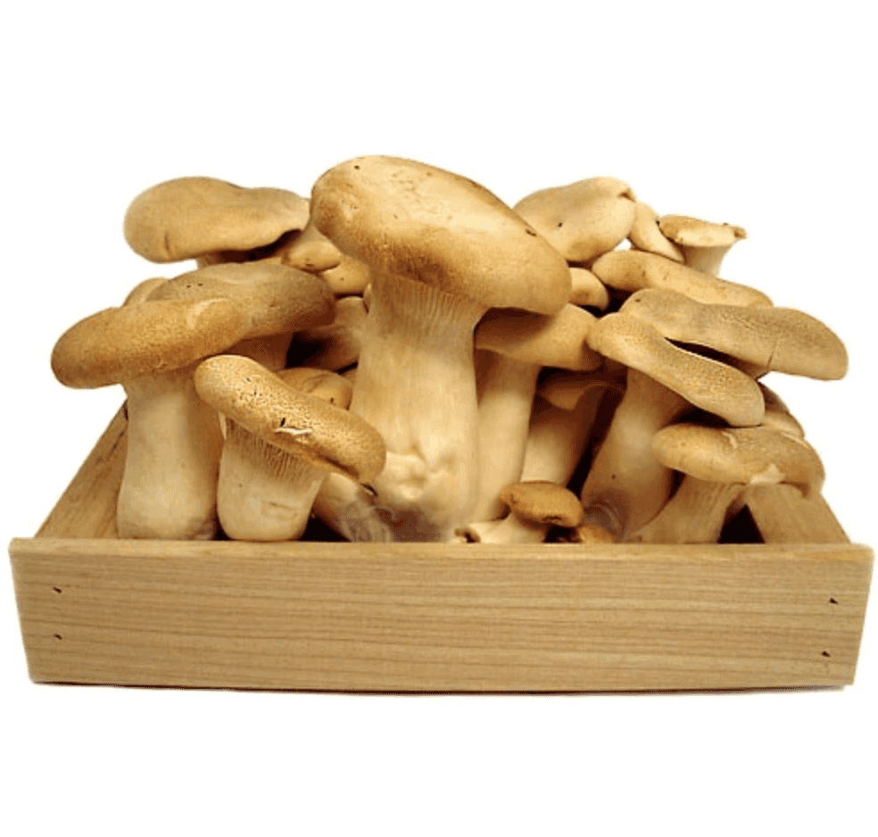 Organic Trumpet Royale Mushrooms
