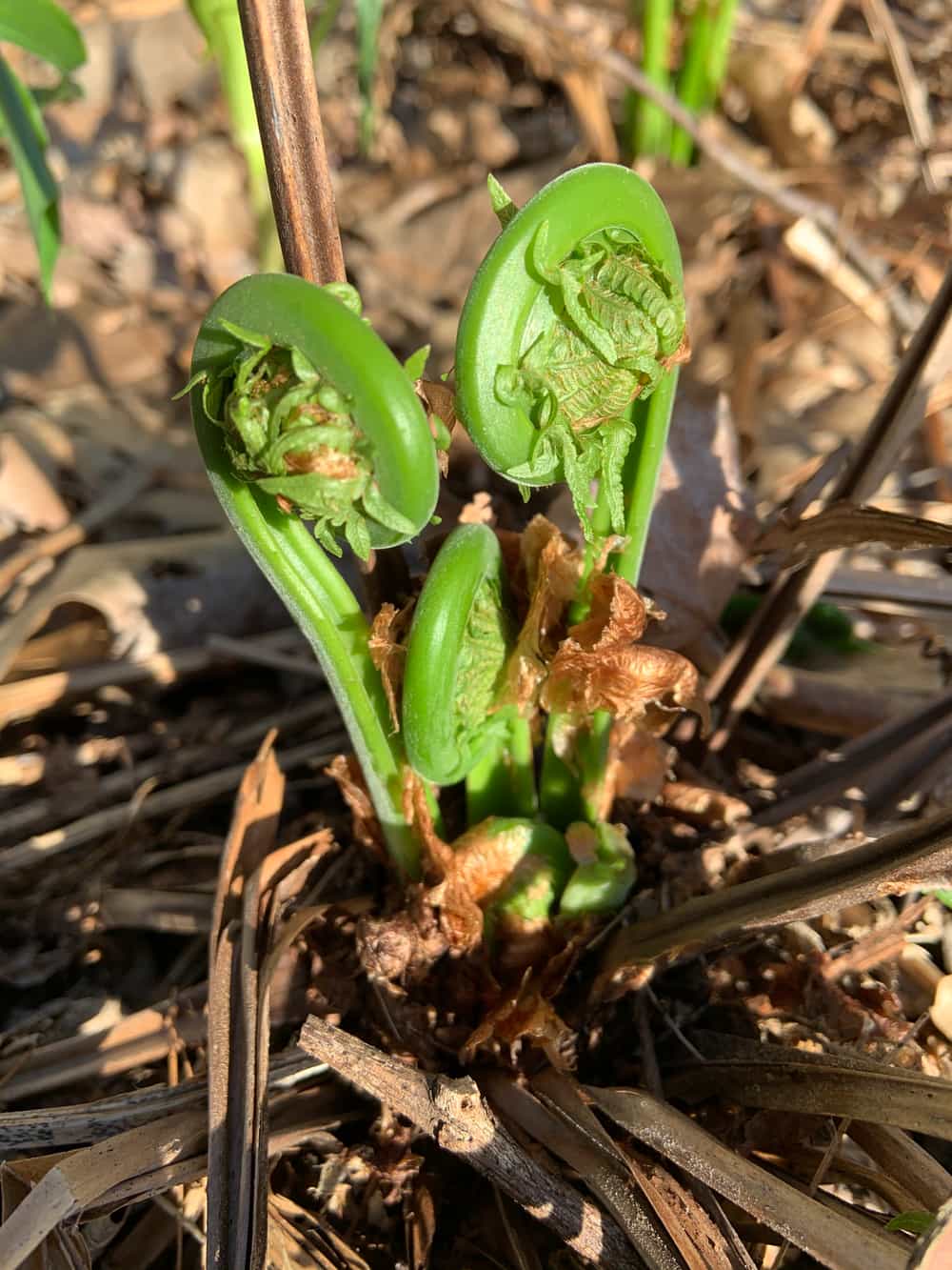 Fresh Vermont Fiddleheads Foraged