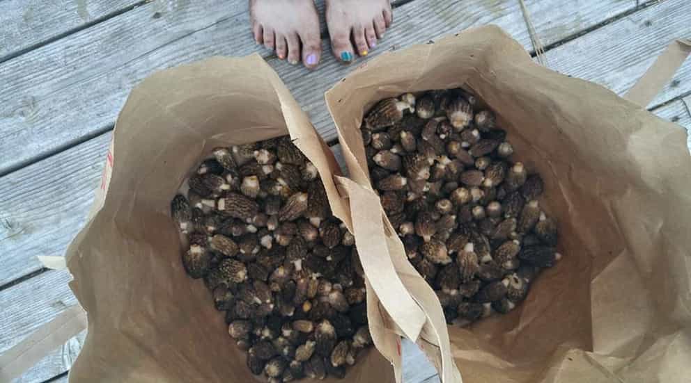 SALE! 1 oz Dried Morel Mushroom 2022 Wild Oregon FREE SHIPPING Morels