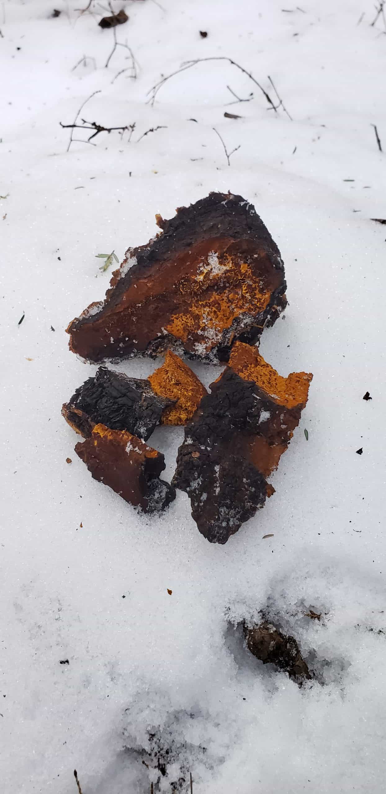 5 lb Fresh Wild Maine Chaga - FREE SHIPPING!