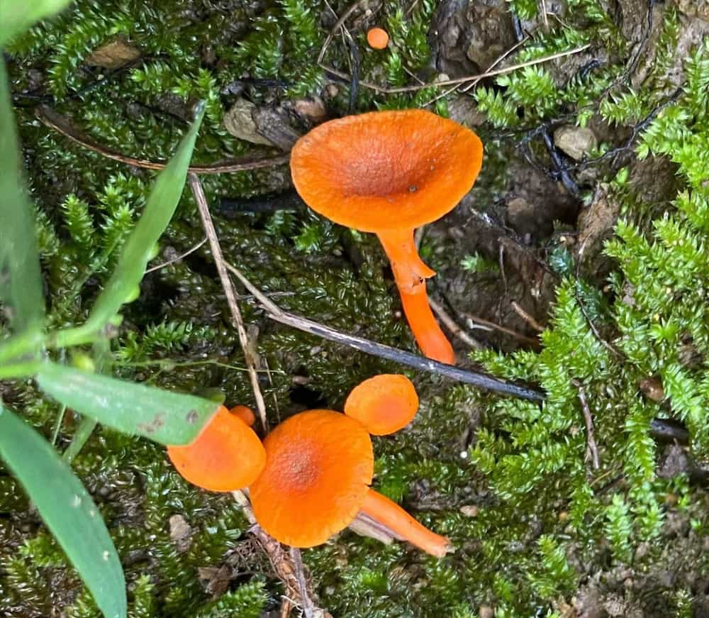 Cinnabar Chanterelles, FRESH + Limited Time Rare in this Quantity