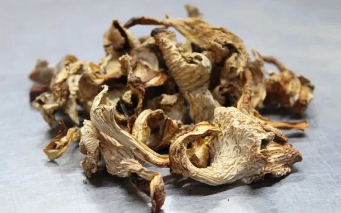 Dried Wild Chanterelle Mushrooms 16 oz (1 lb) Foraged