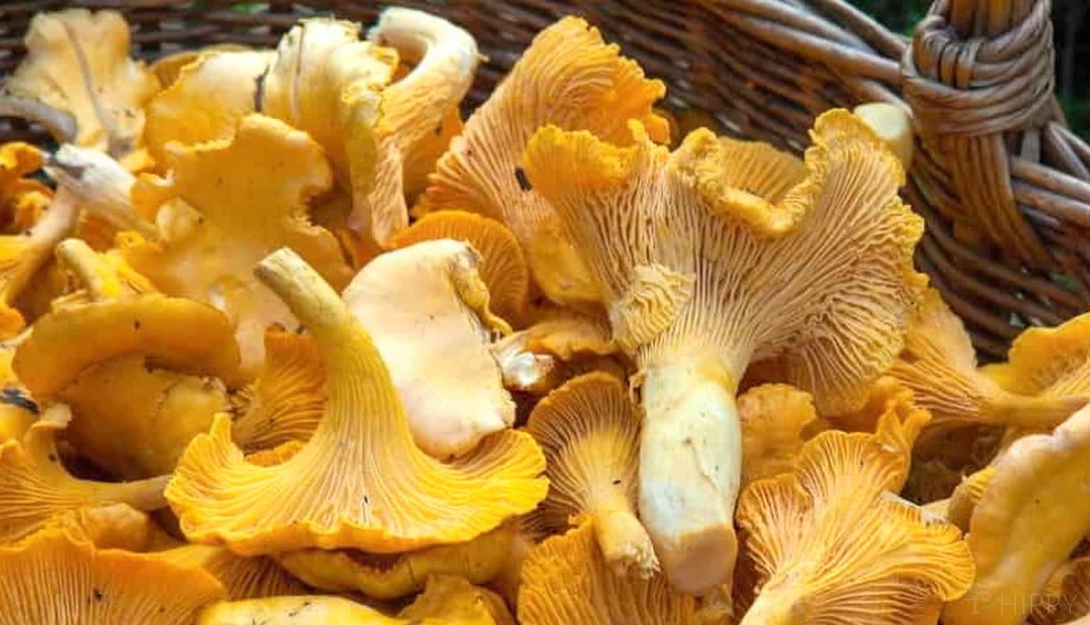 Fresh Illinois Chanterelles 1oz