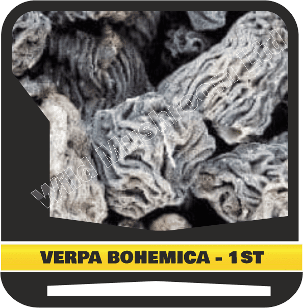 Dried Verpa bohemica (early morel or the wrinkled thimble-cap) - First grade
