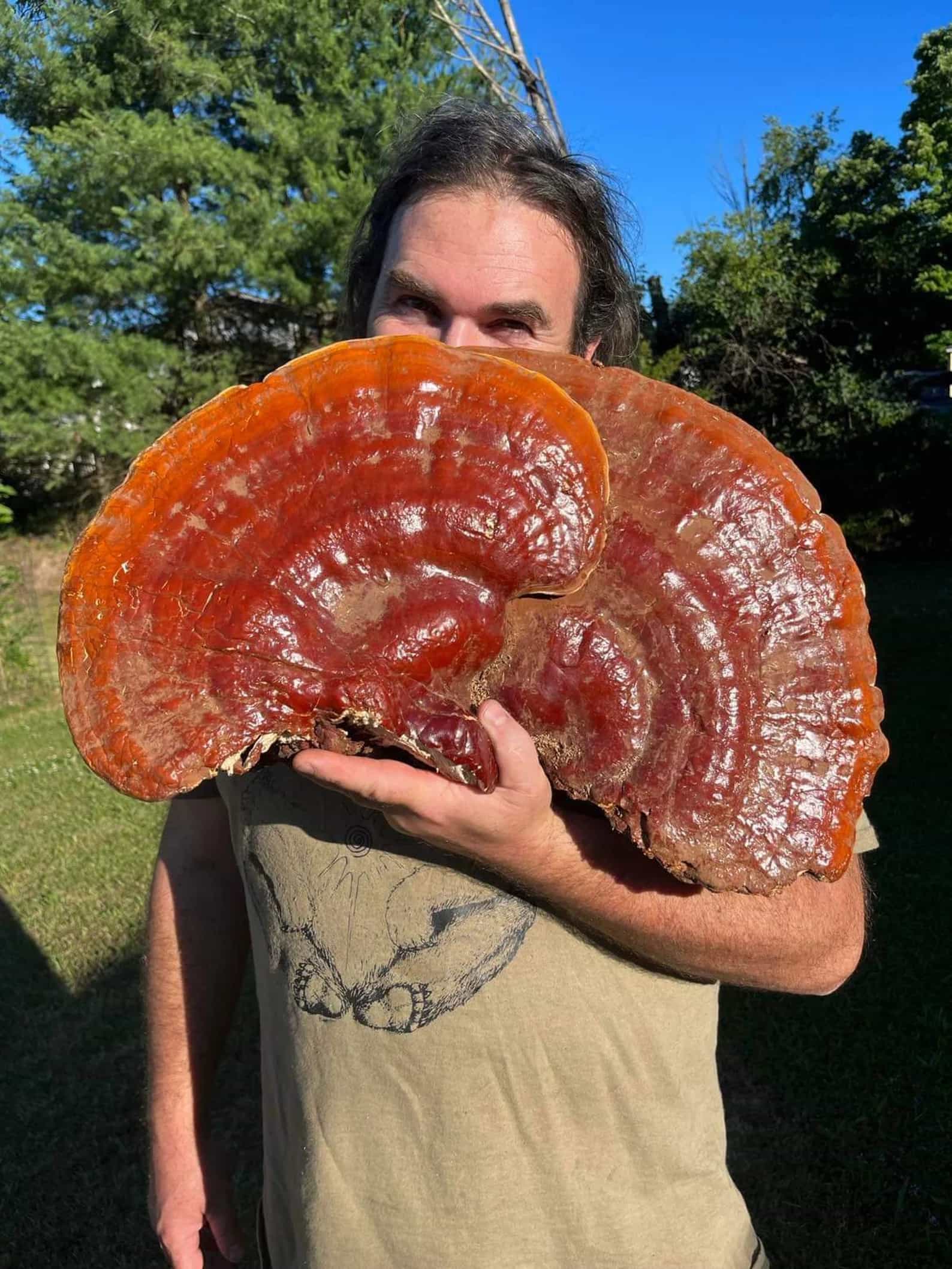 Dry WHOLE Wild Ethically Harvested REISHI 1lb Ganoderma Tsugae Lingzhi Mushroom of Immortality!