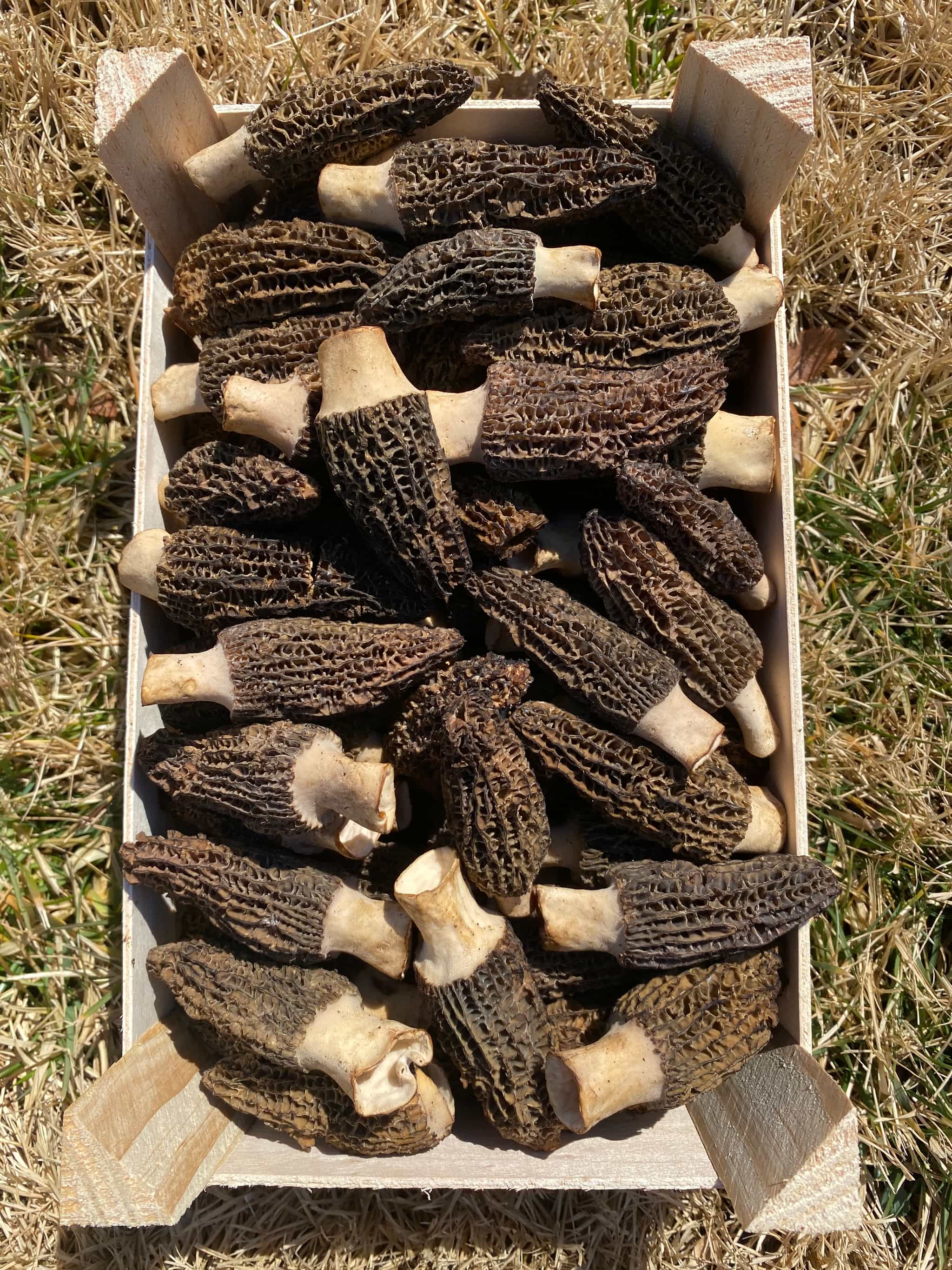 Fresh Black Morels, 1 lb.