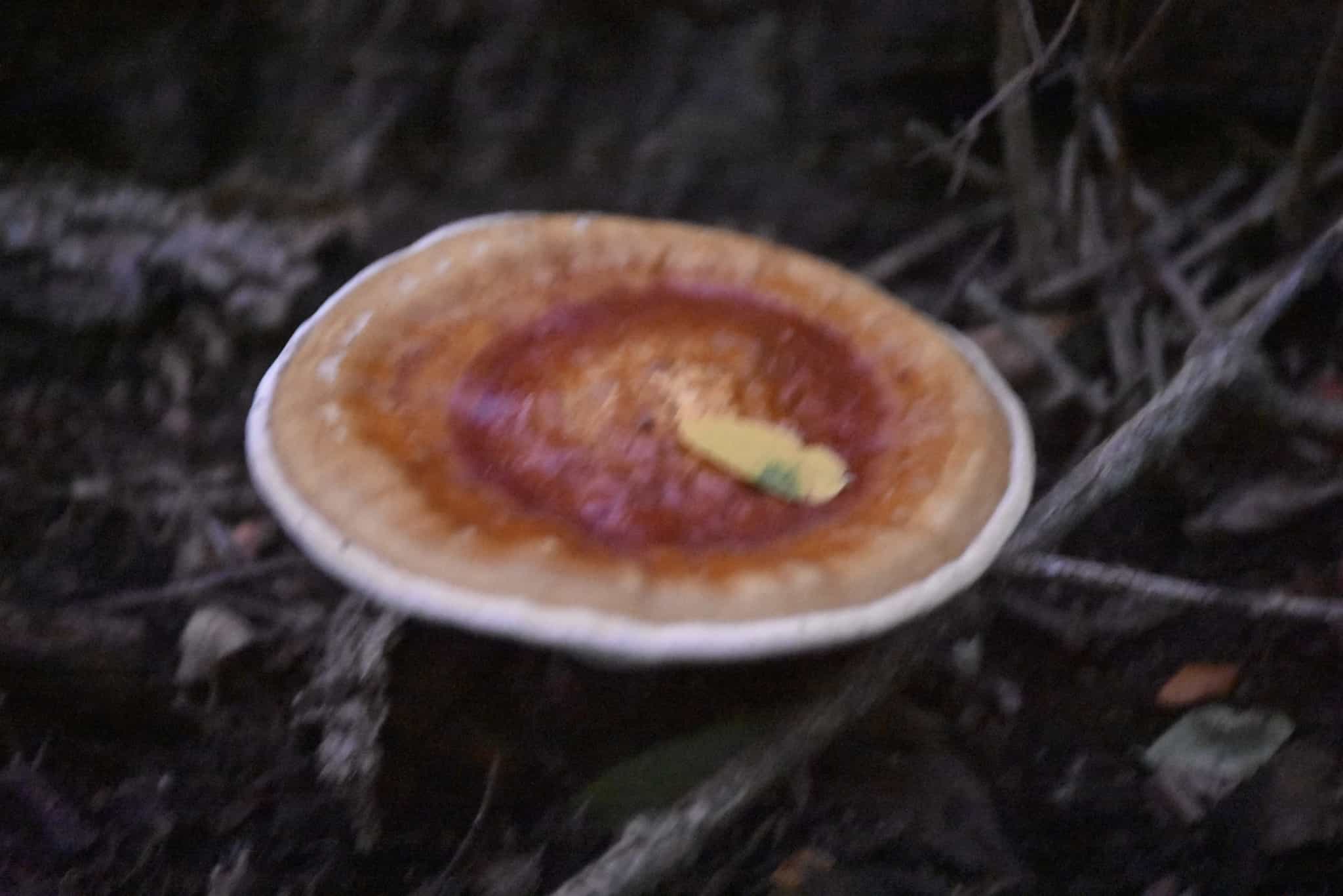 Powdered Golden Reishi (Ganoderma curtisii)