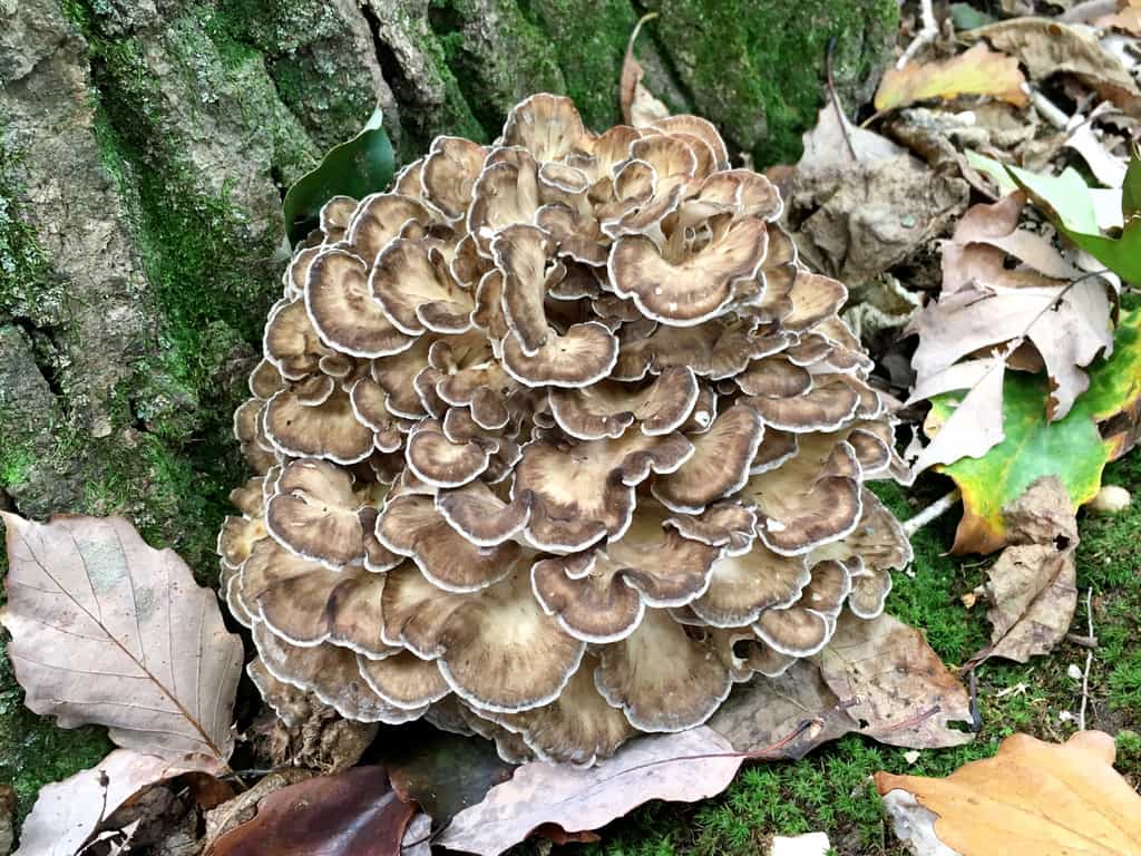 Fresh Illinois Hen of the woods 2oz