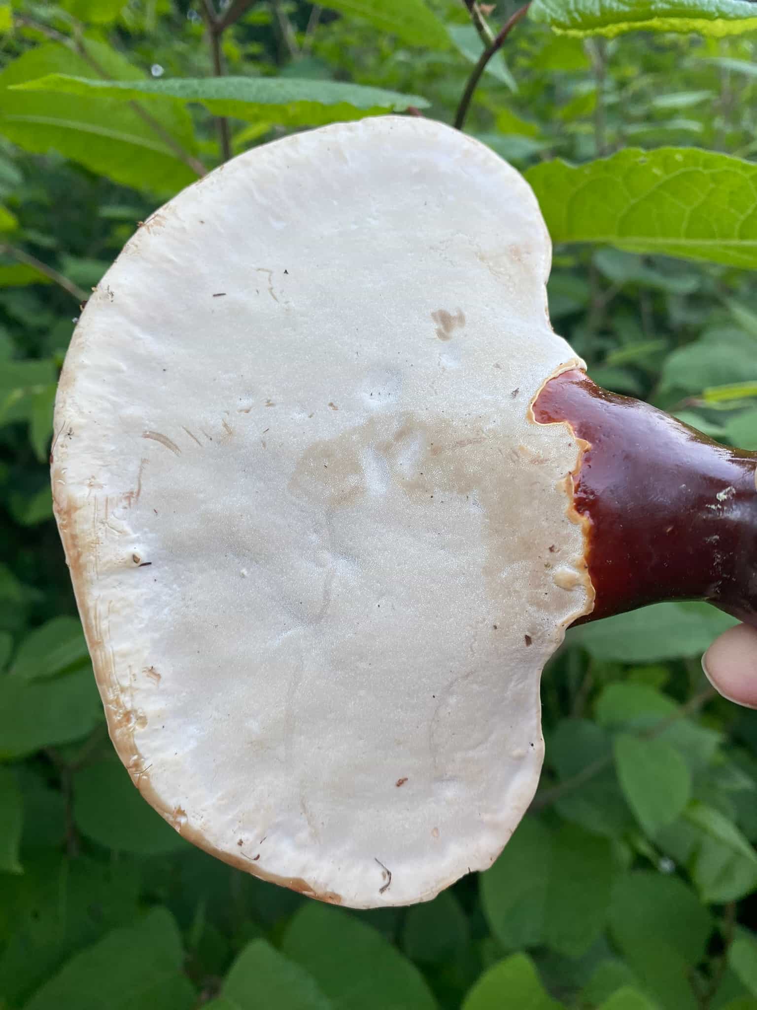 The Mushroom of Immortality. Our Wild Reishi Powder (ganoderma tsugae)