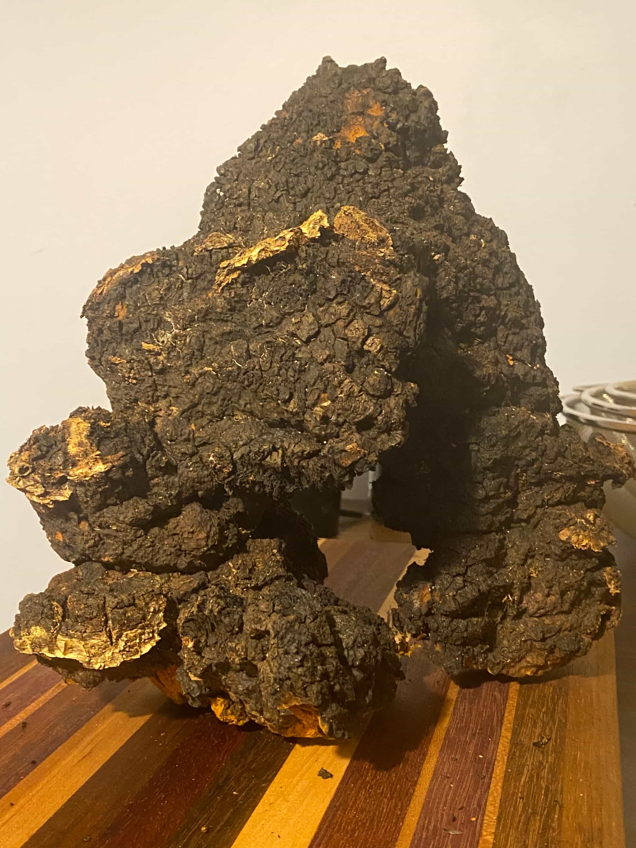 Showpiece 2 Conk Fusion of Wild Harvested Chaga