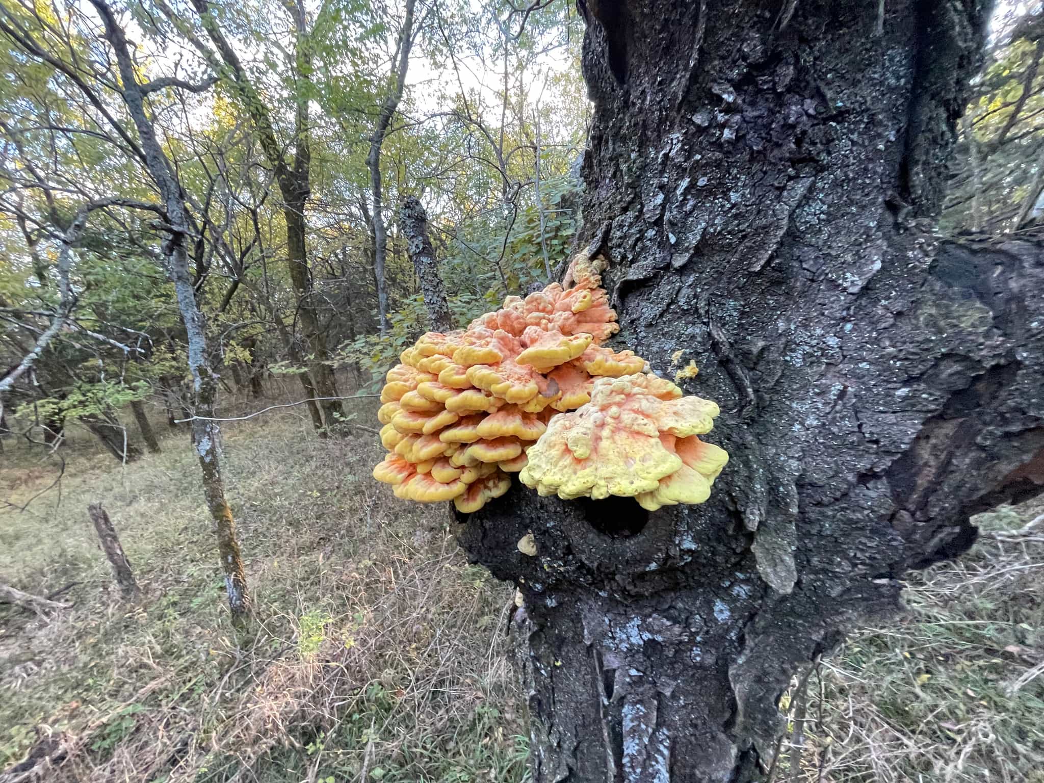 Frozen Wild Foraged Chicken of the Woods