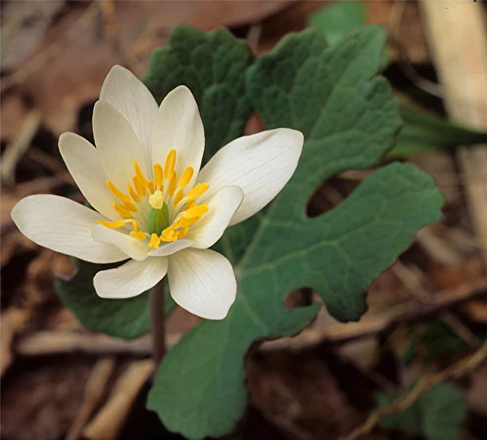 Bloodroot Seeds for planting Sanguinaria Canadensis Shade loving ...
