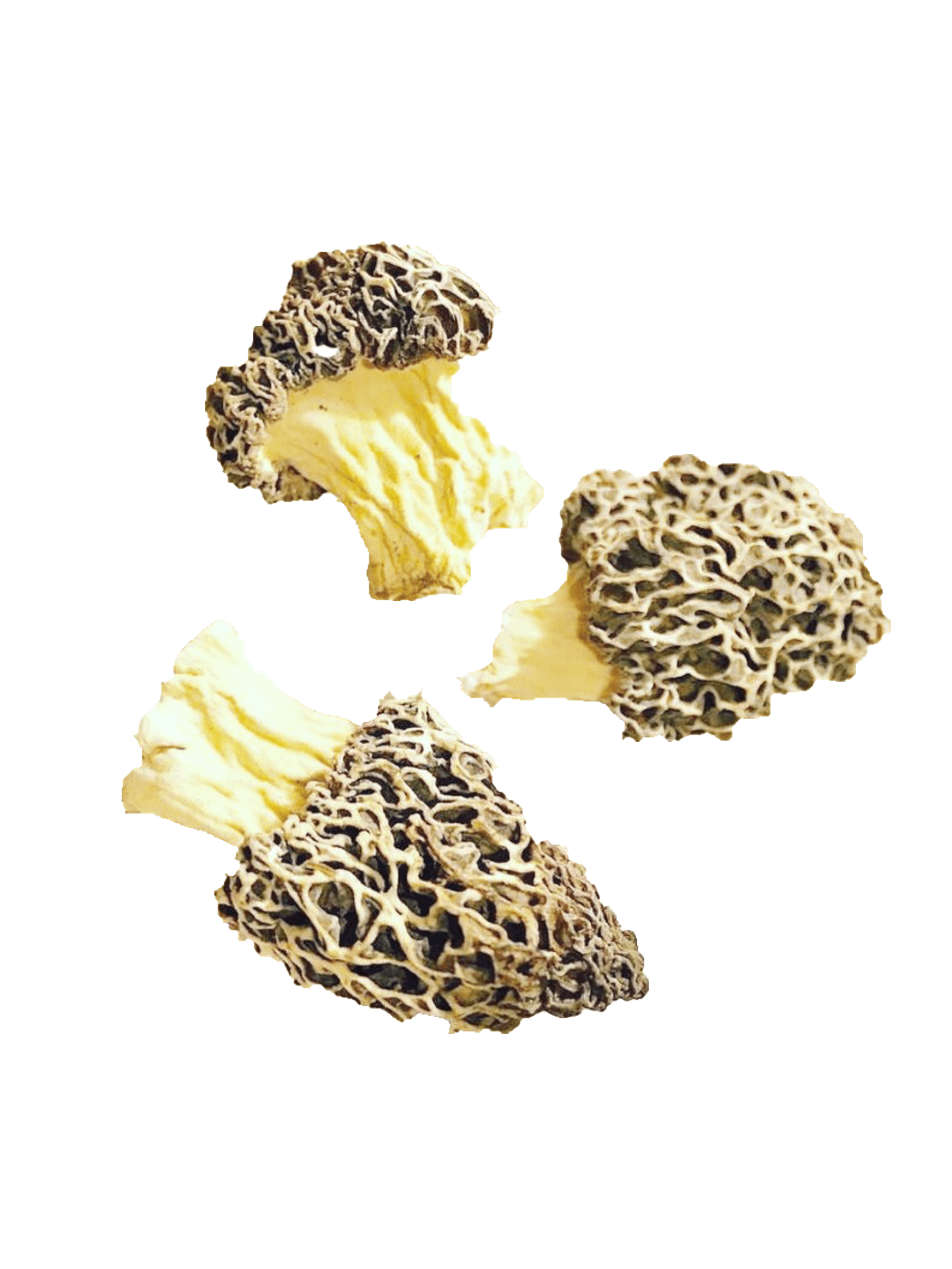 Dried Morel Mushrooms