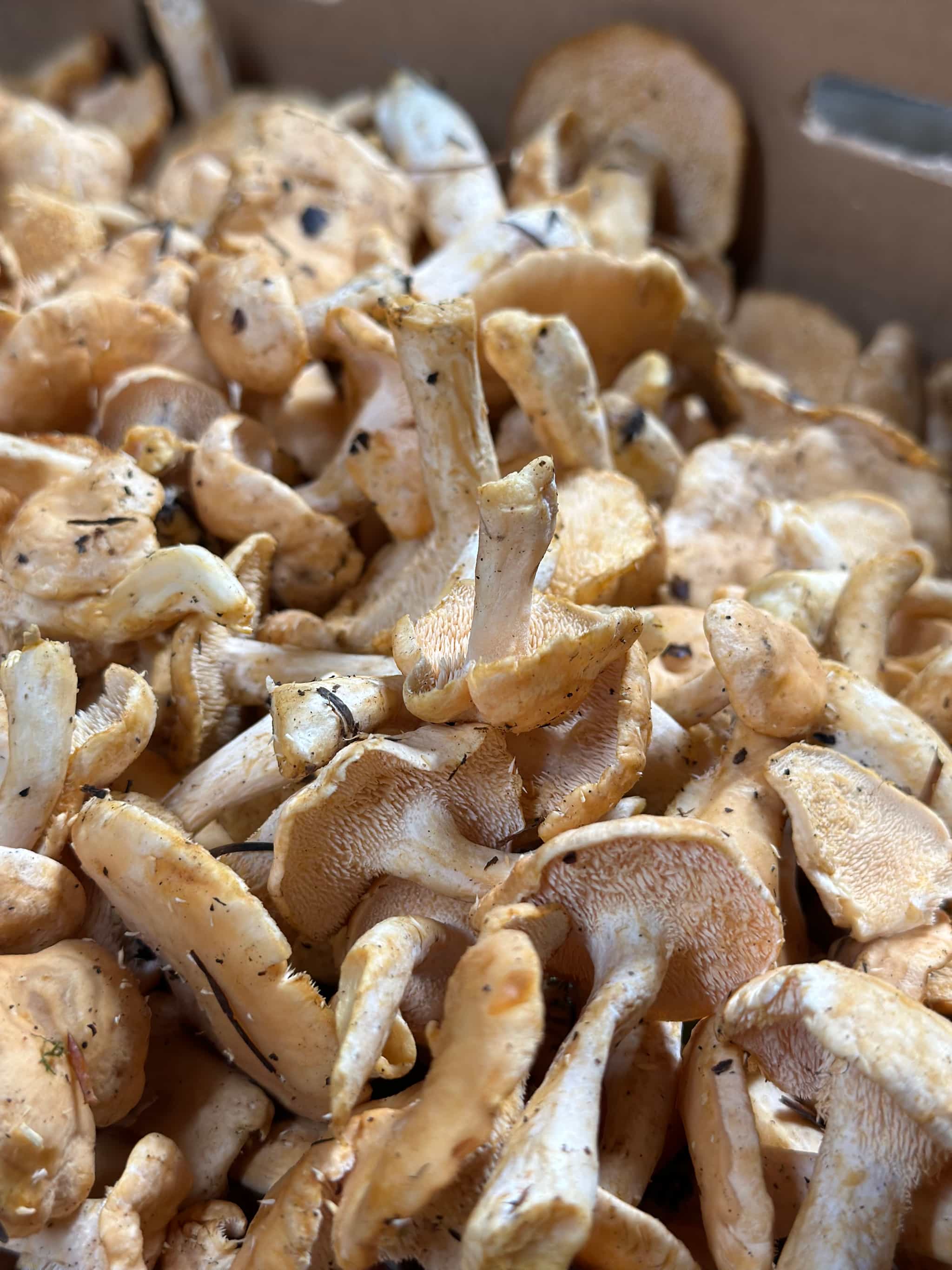 Fresh Wild Harvested Hedgehogs (1 lb)