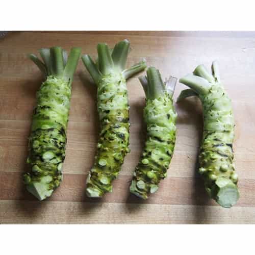 Fresh Wasabi Root Foraged