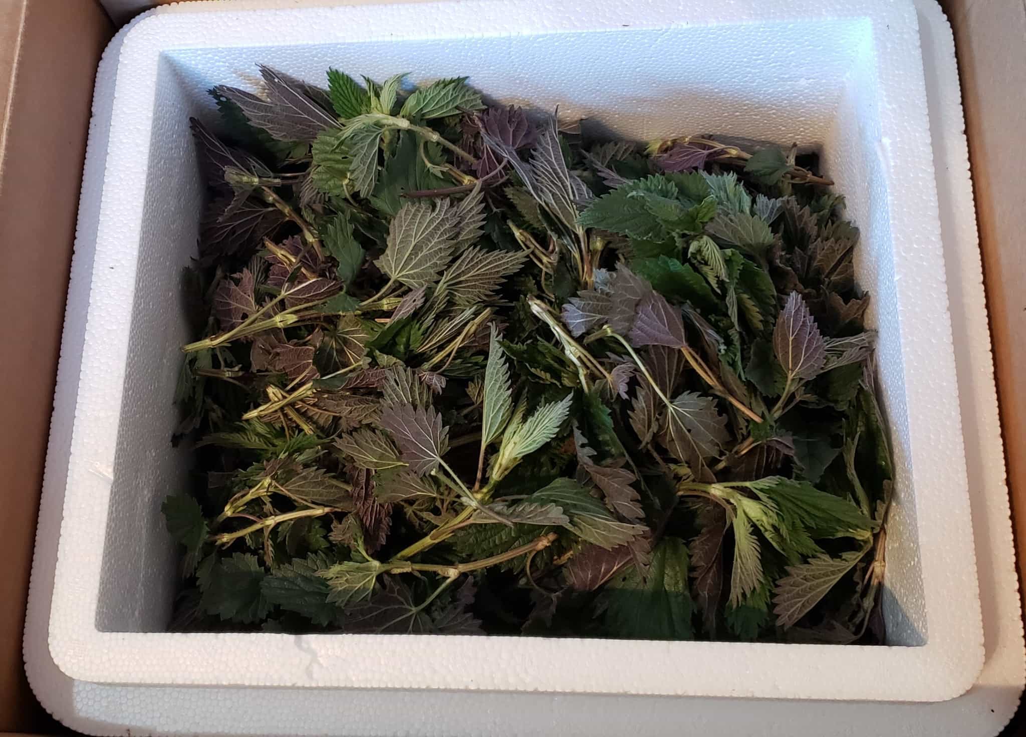 Wild Stinging Nettle Tea — Foraged & Found Edibles