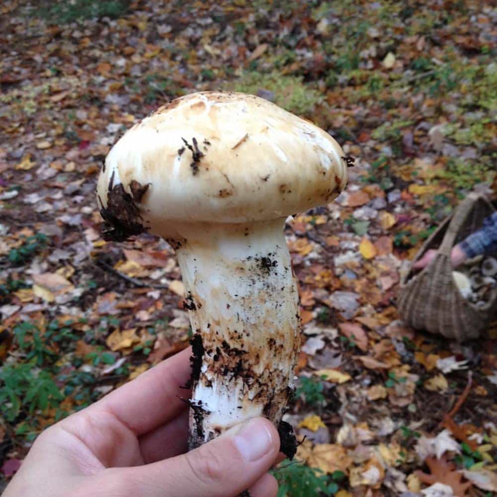 Dried Matsutake Mushrooms