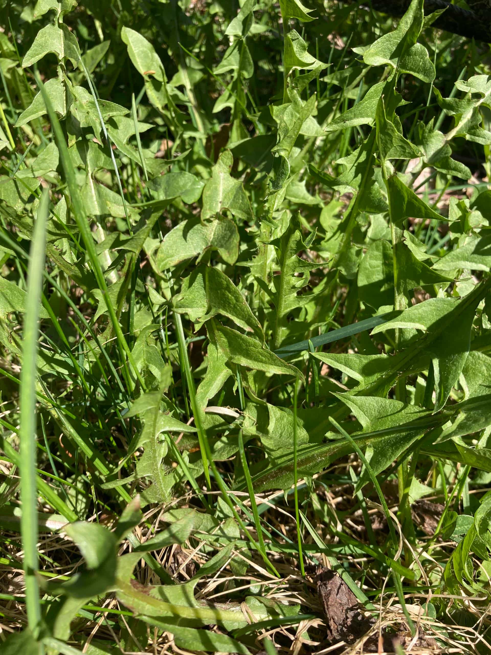 Dried Alaskan Dandelion Greens