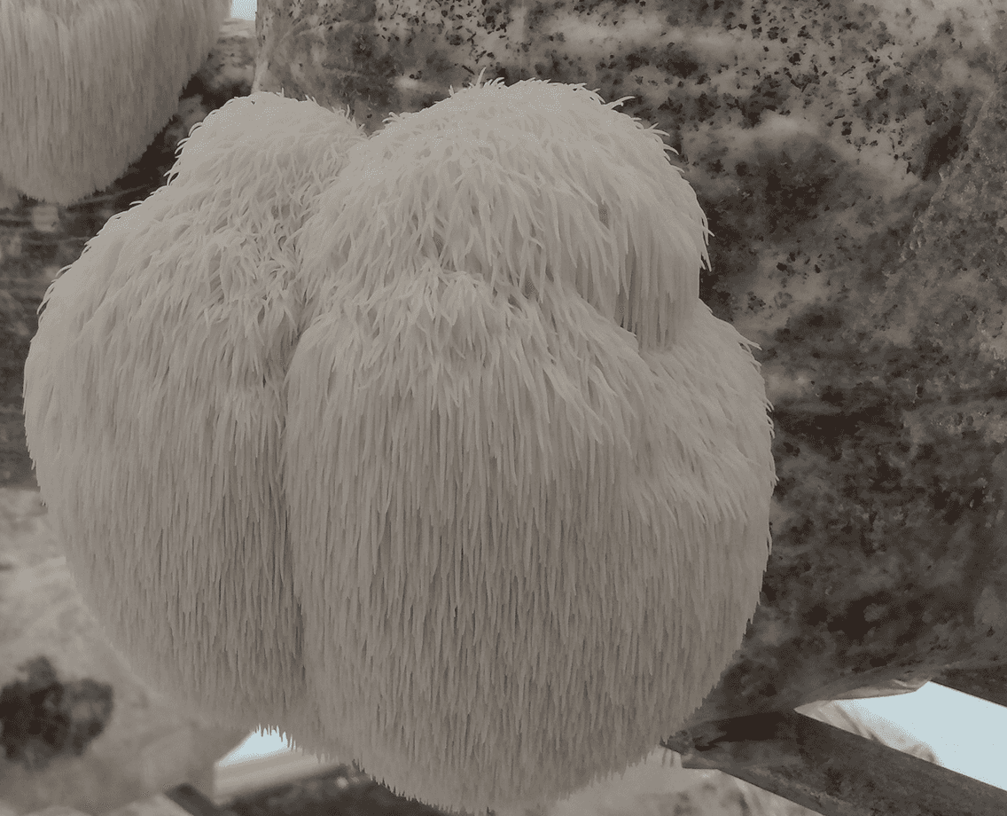 Free Shipping - Lion's Mane Plug Spawn