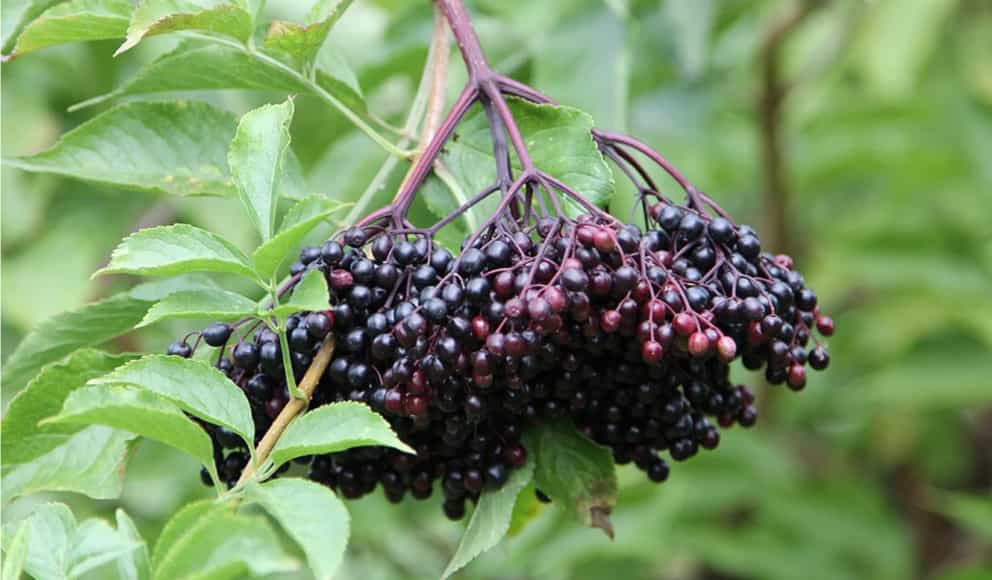 Black Elderberry Dried Berries From Maine Foraged