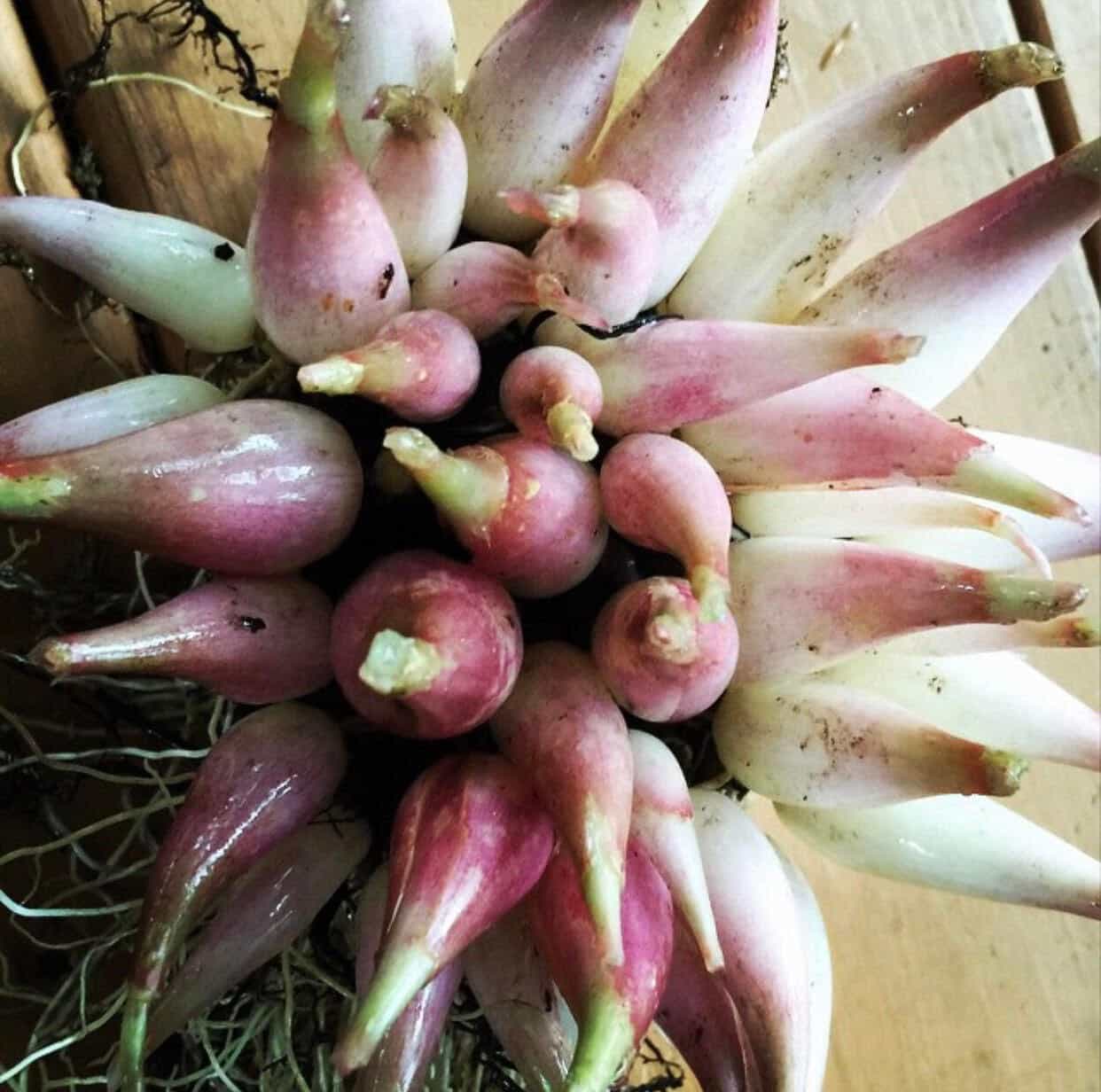 Plantable Ramp Bulbs Foraged