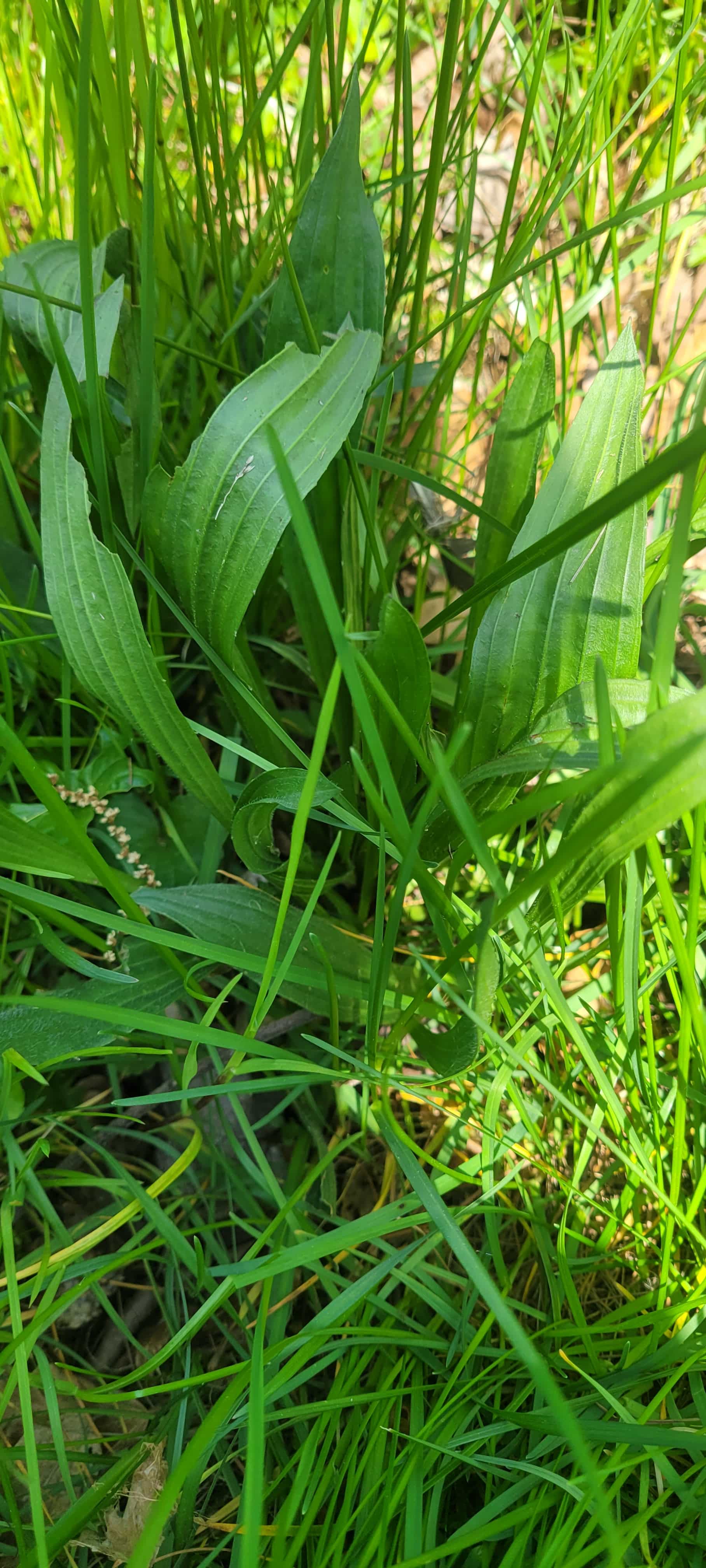Narrow leaf plantain