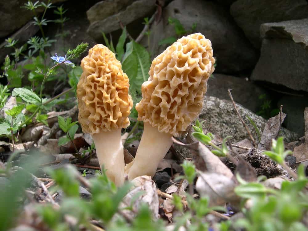 Morel Outdoor Mushroom Kit Foraged