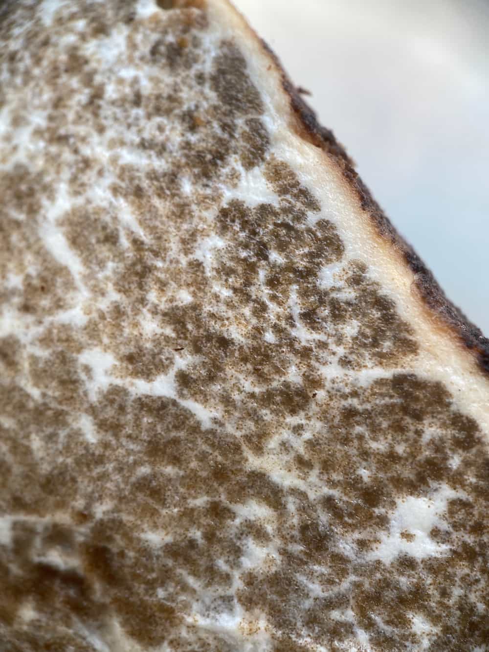 Imaia Gigantea Dog Harvested USA Native Truffle Foraged