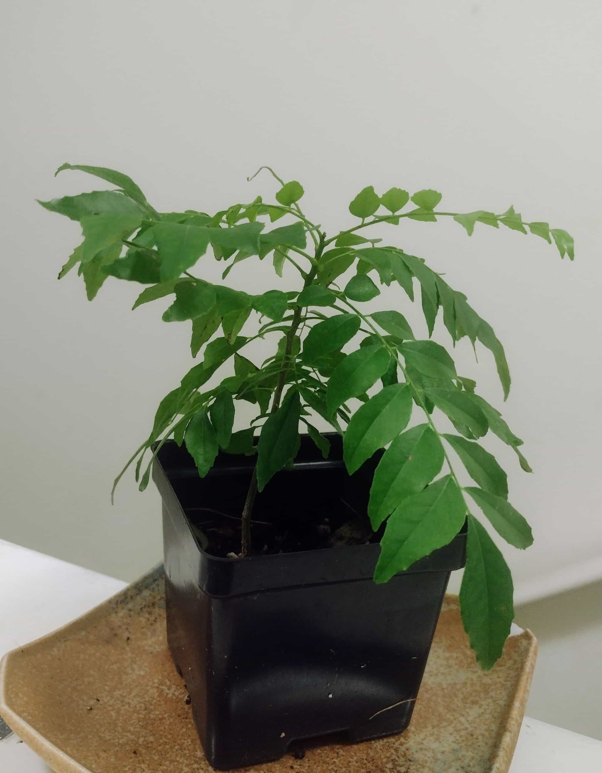 Rare Gamthi Curry Tree