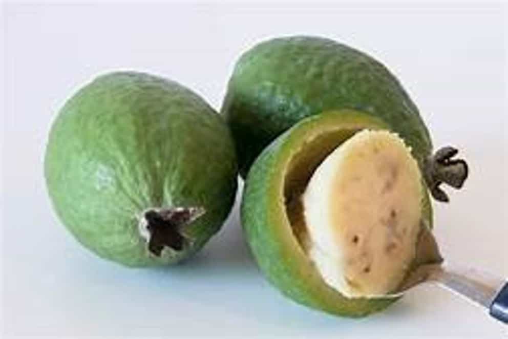 4 Pineapple Guava Plants Acca sellowiana Foraged