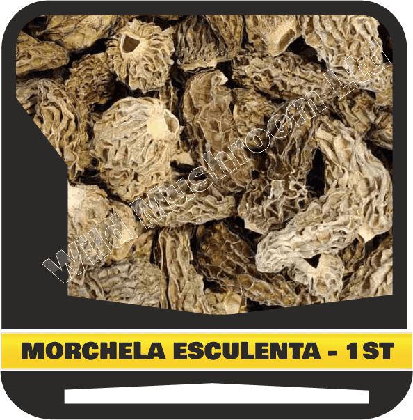 Dried Morchella esculenta (Morells mushroom) - First grade
