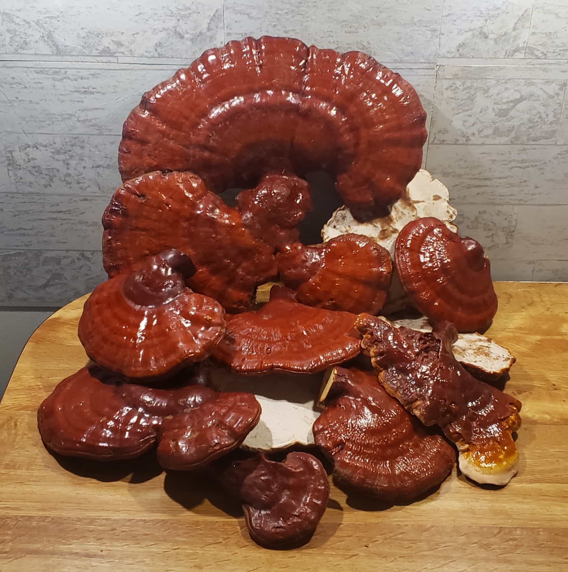 Dried Wild Reishi - 1/4 Pound - Mushroom of Immortality - FREE SHIPPING!