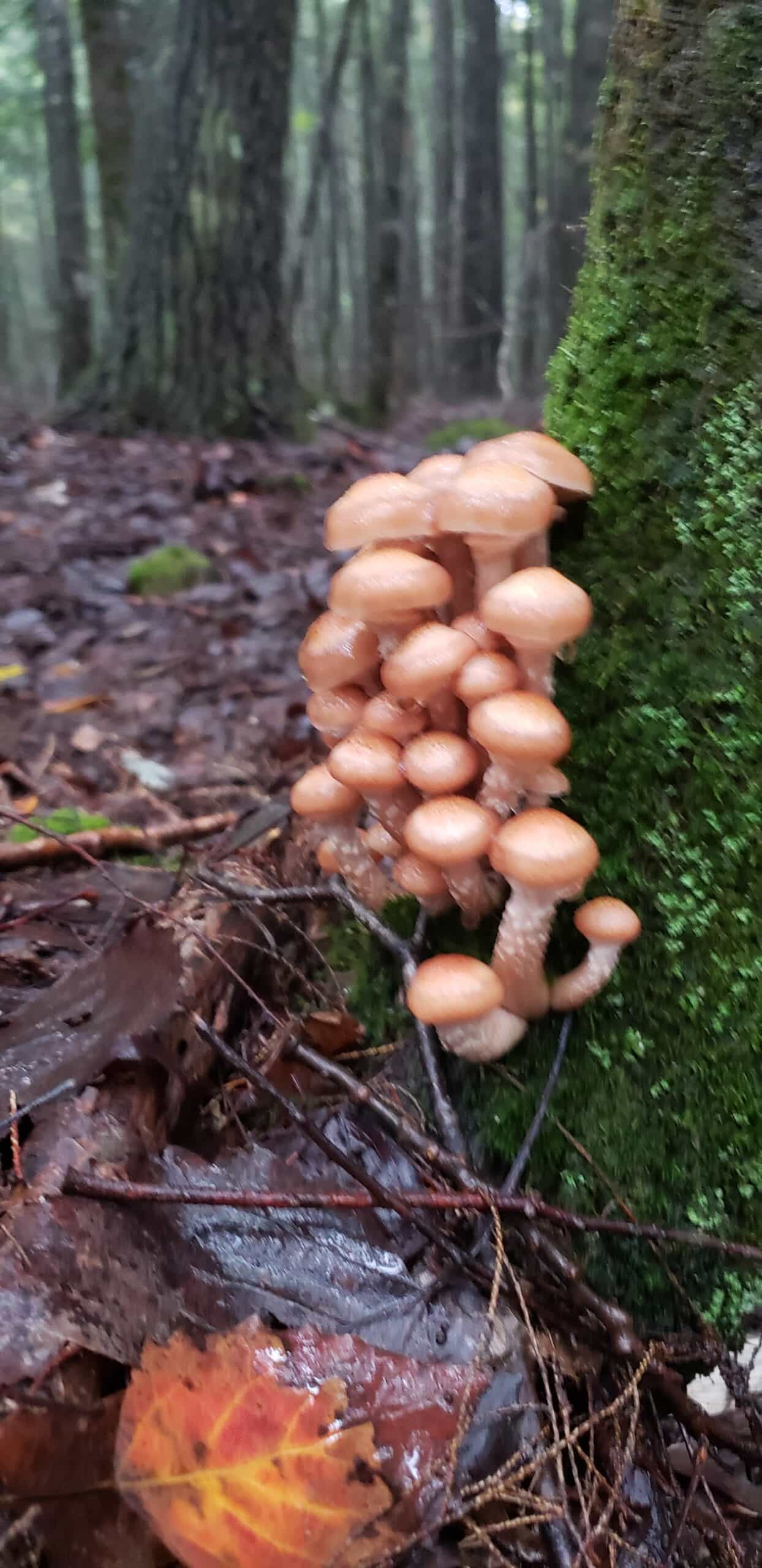 Fresh Wild Honey Mushrooms (per 1 lb FREE SHIPPING)