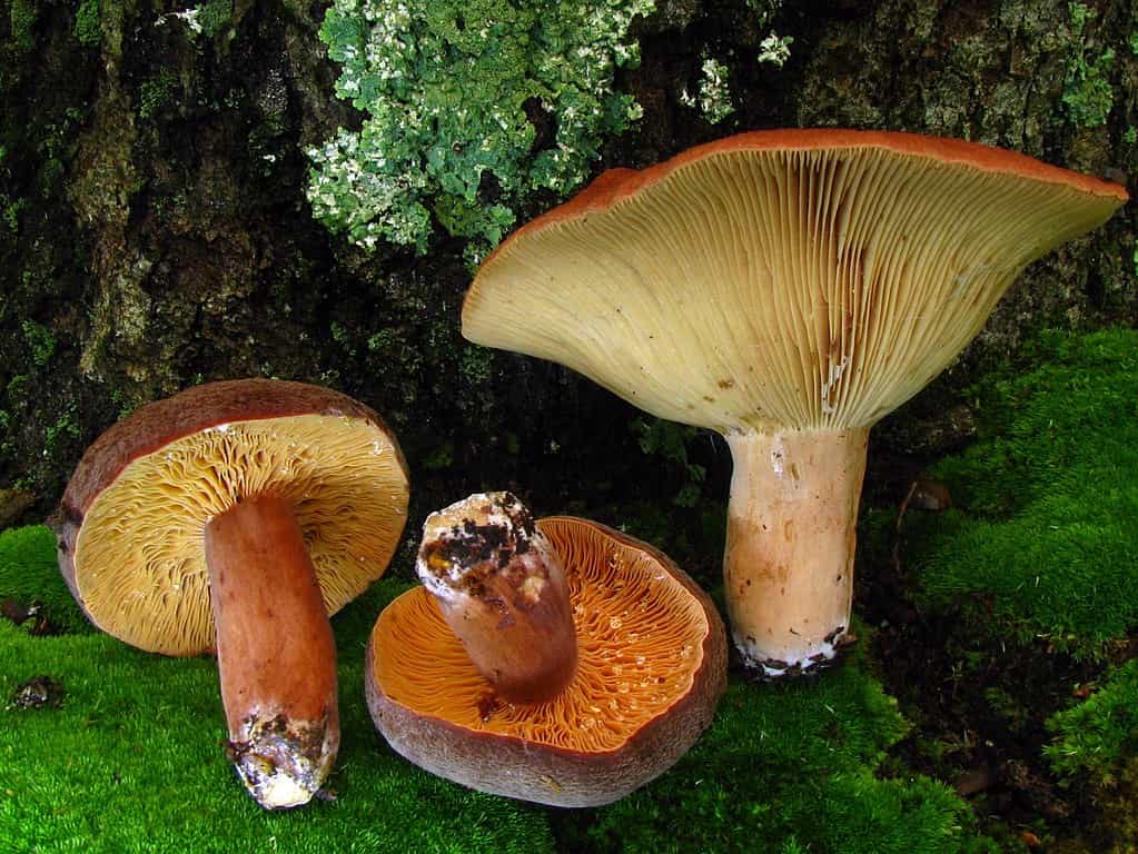 Bulk Fresh Leatherback Mushrooms (1lb)