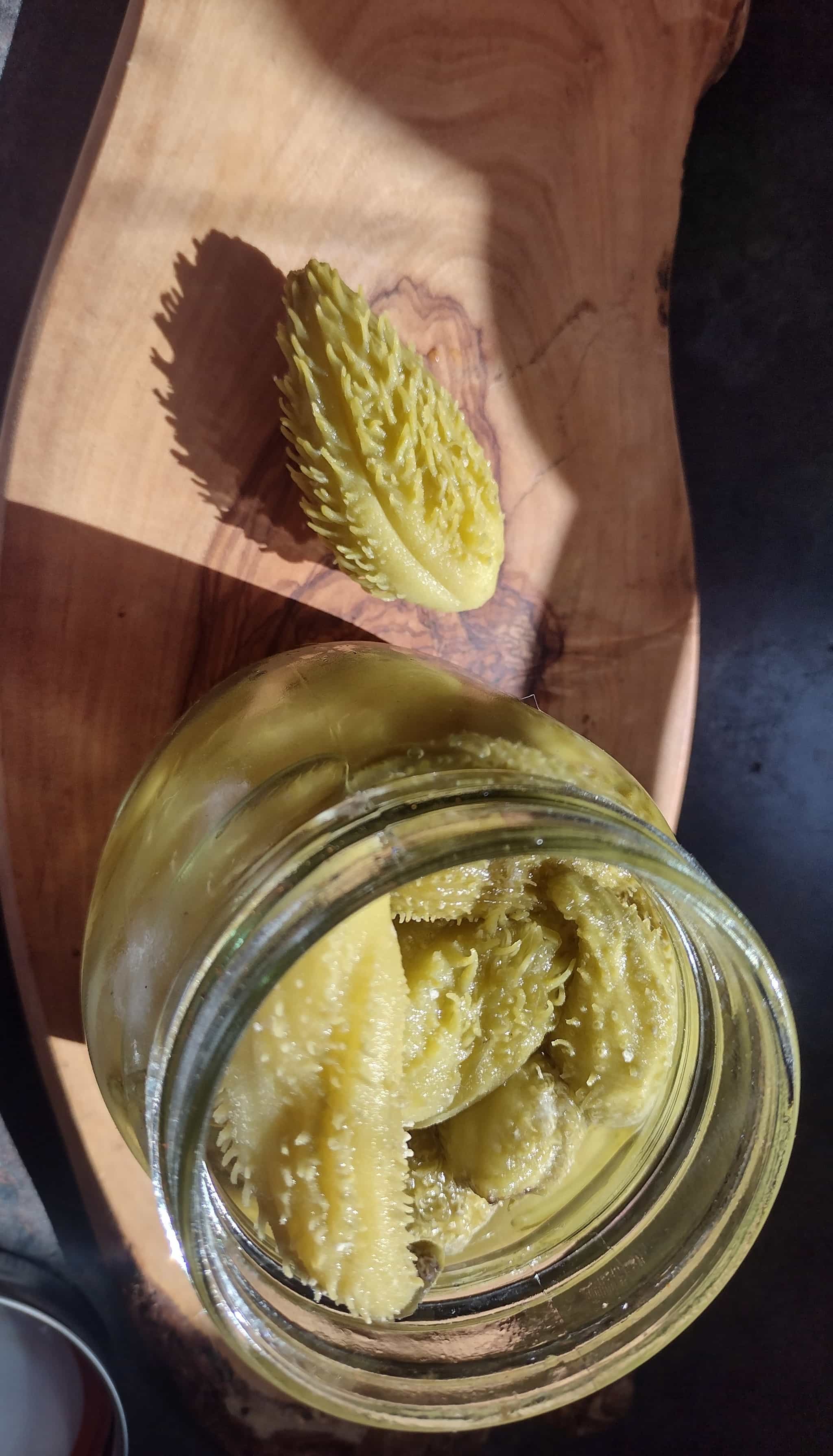 Pickled Asclespia Pods