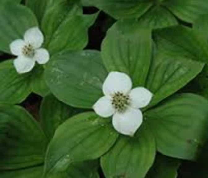 Alaskan Wild Bunch Berries