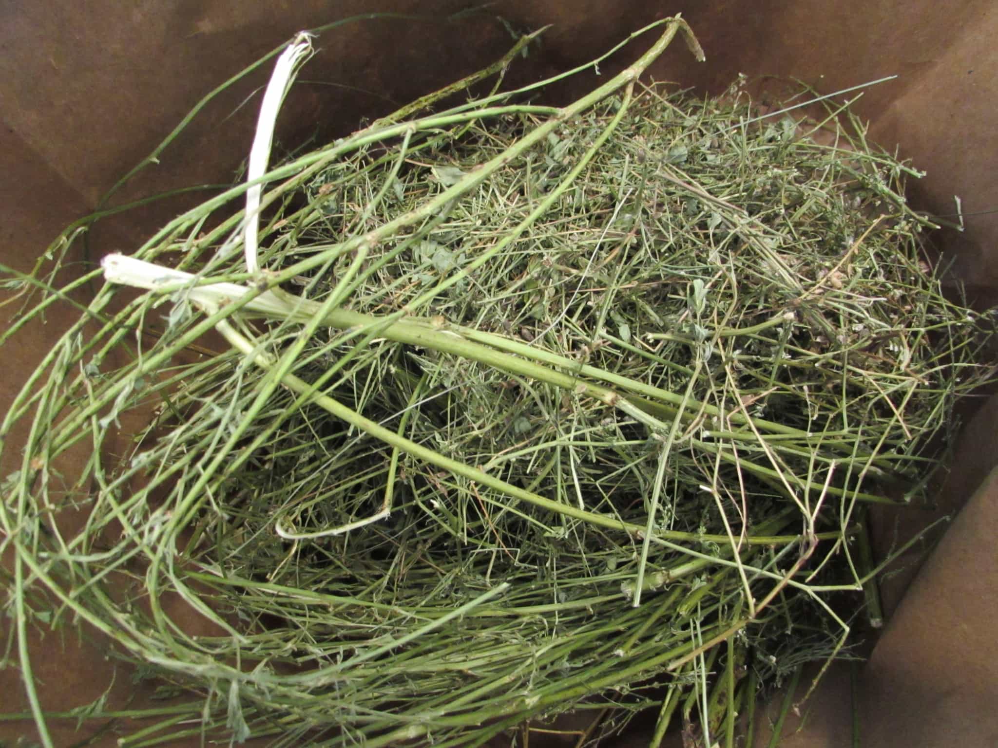 Sweet Clover Melilot Herb Stalks- Dried