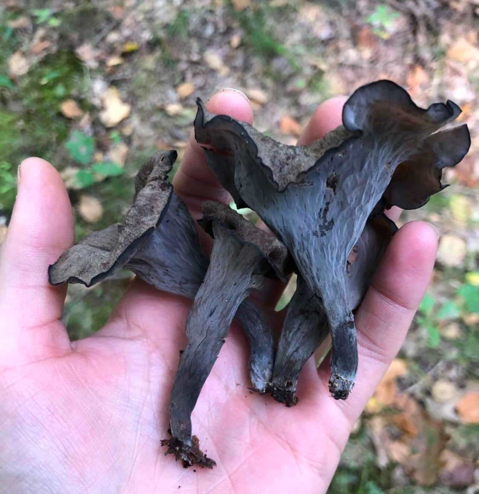 Black Trumpet Mushroom Dried Sustainably Wild harvested Whole Horn of Plenty Craterellus cornucopioides