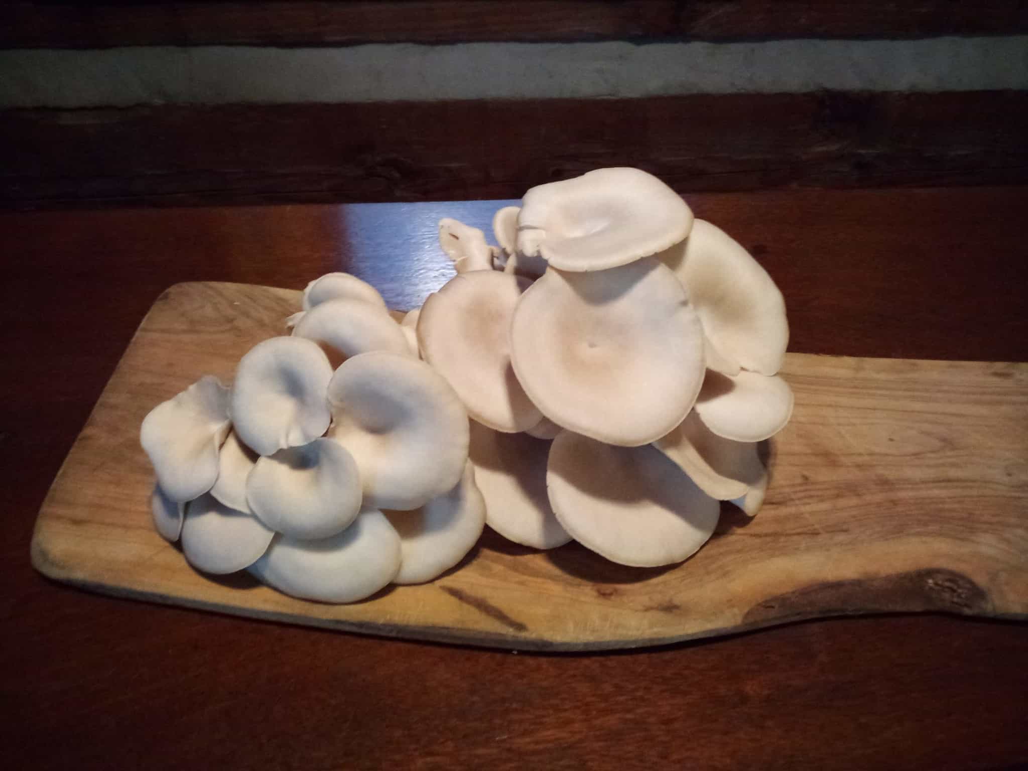 Product image #0