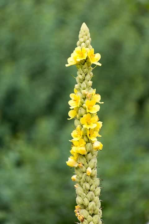 Mullein Seed (Verbascum thapsus)