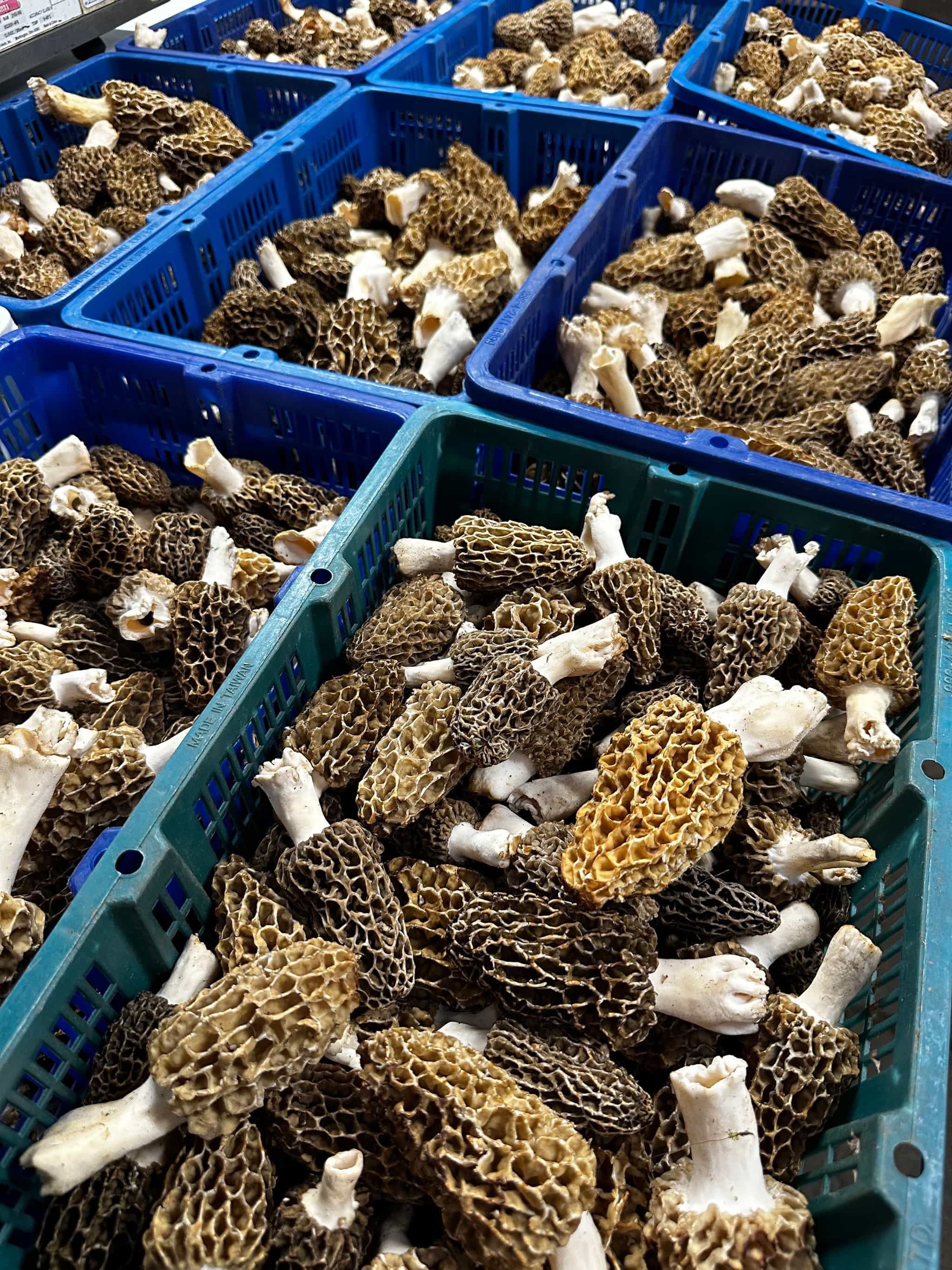 Fresh Wild Blonde/Natural Morel Mushrooms (1 lb) - Product of Oregon, USA