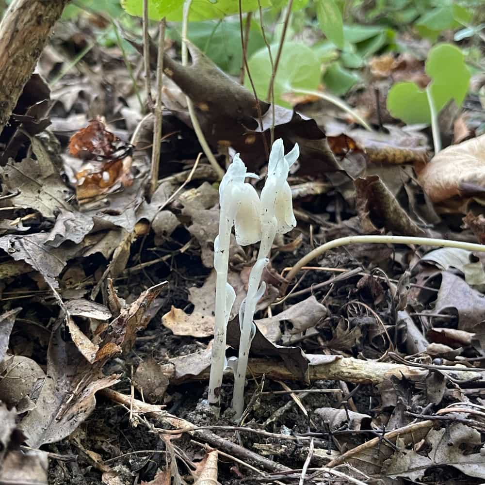 “Indian Ghost Pipe” Tincture, 60ml, Monotropa Uniflora Foraged