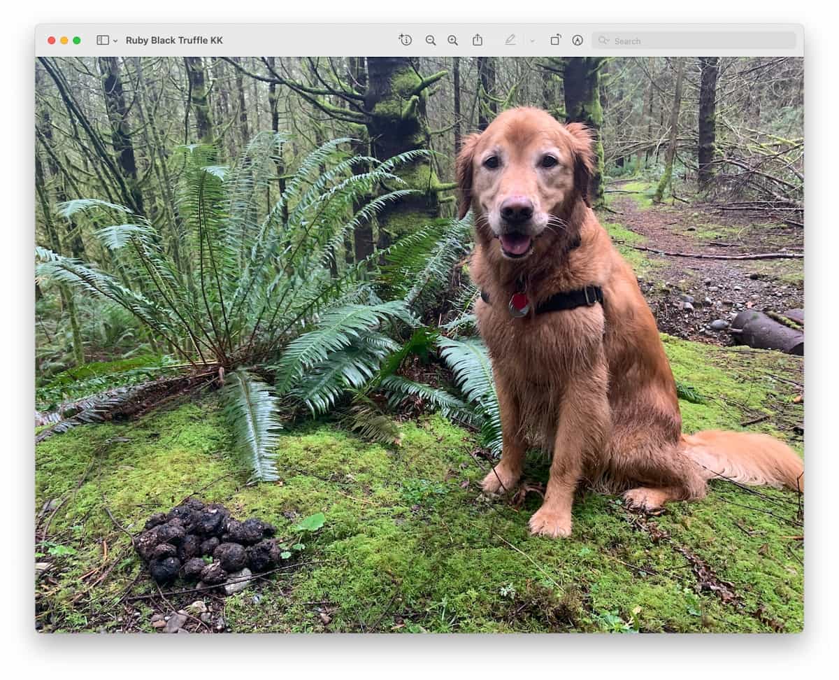 Washington Black Truffles (Leucangium Carthusianum) Extra Class Foraged