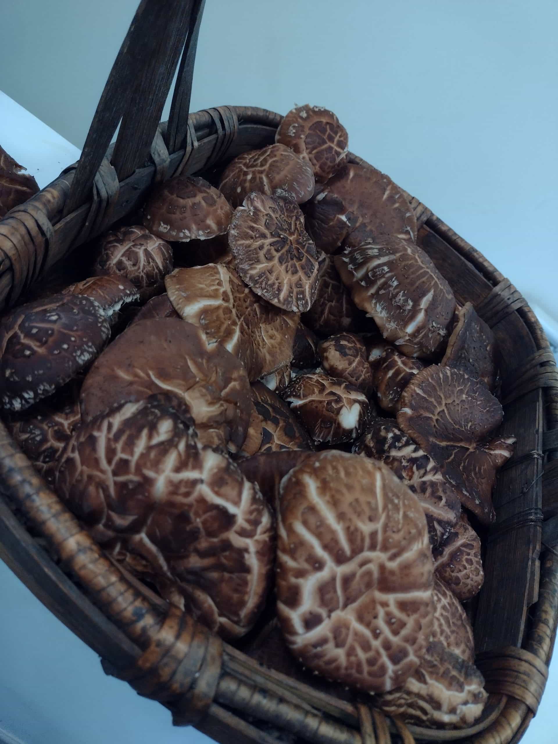 Fresh Forest grown Donko flower Shiitake
