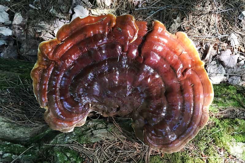 Bulk Wild Harvested Dried Sliced Appalachian Reishi (1lb)
