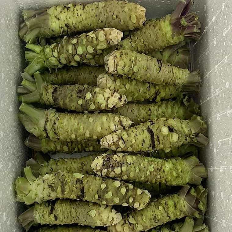 Authentic Wasabi root FRESH Foraged