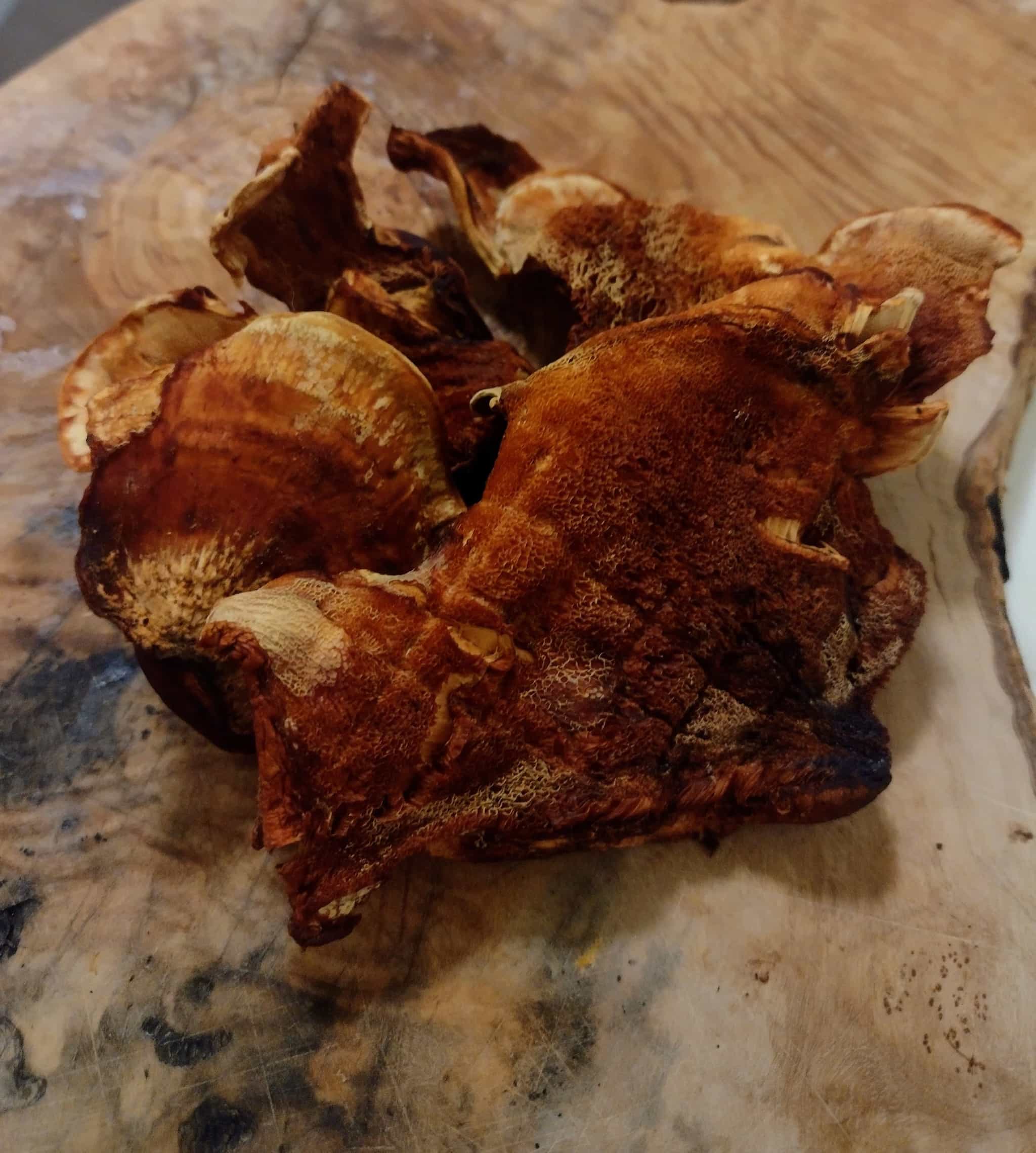 Dehydrated Berkeley Polypore